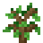OAK_SAPLING